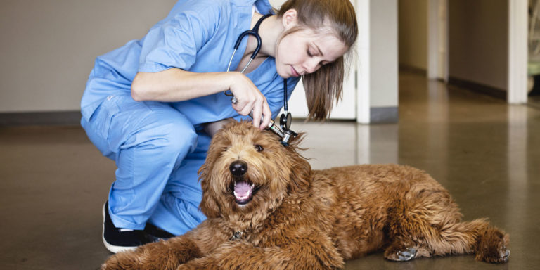 what-it-takes-to-become-a-vet-animal-care-training