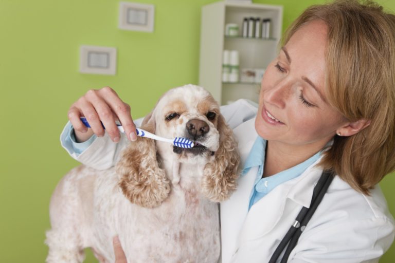 Dog dental vet why should you consider? Animal Care Training