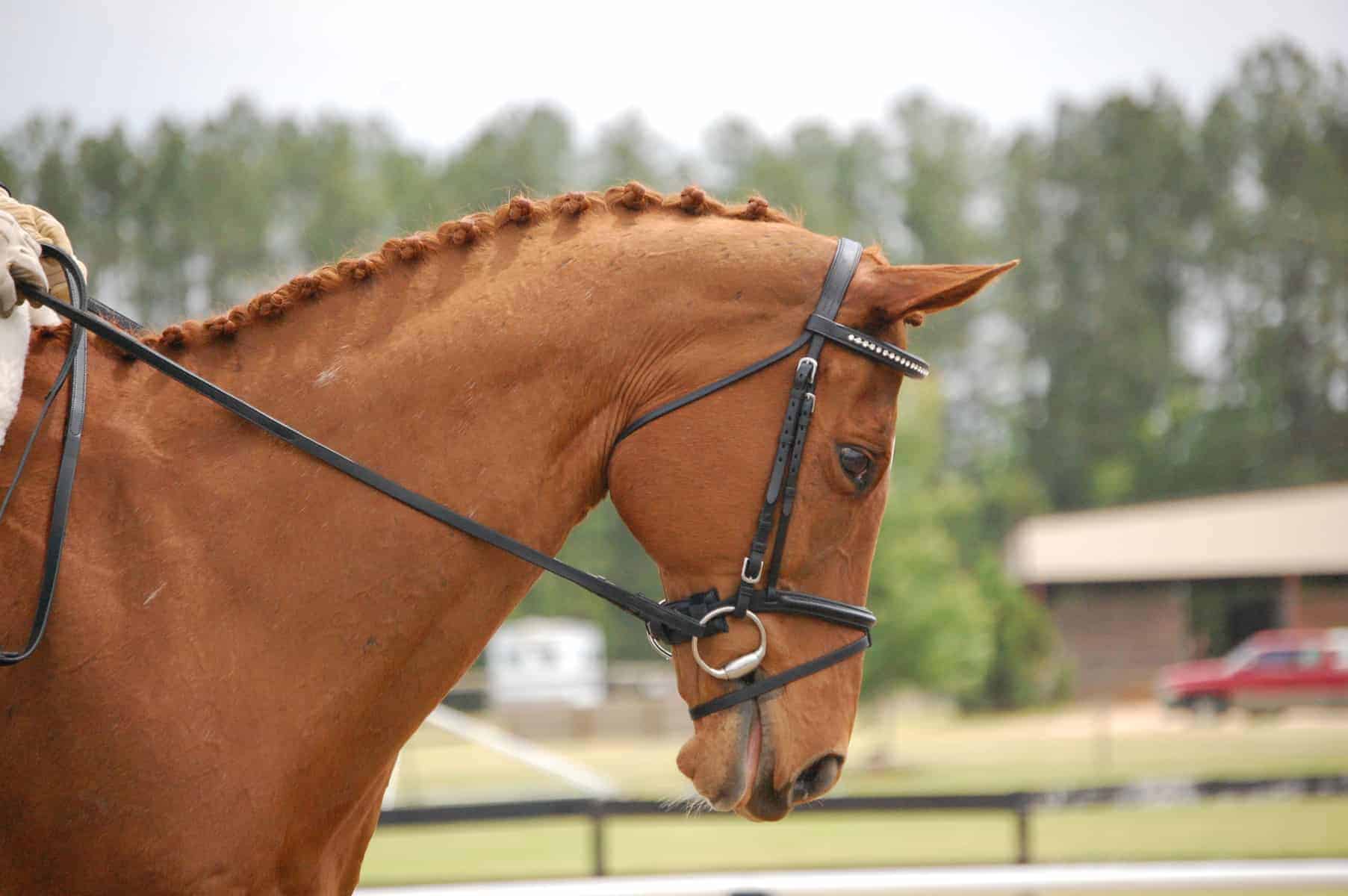 Leather Bridle