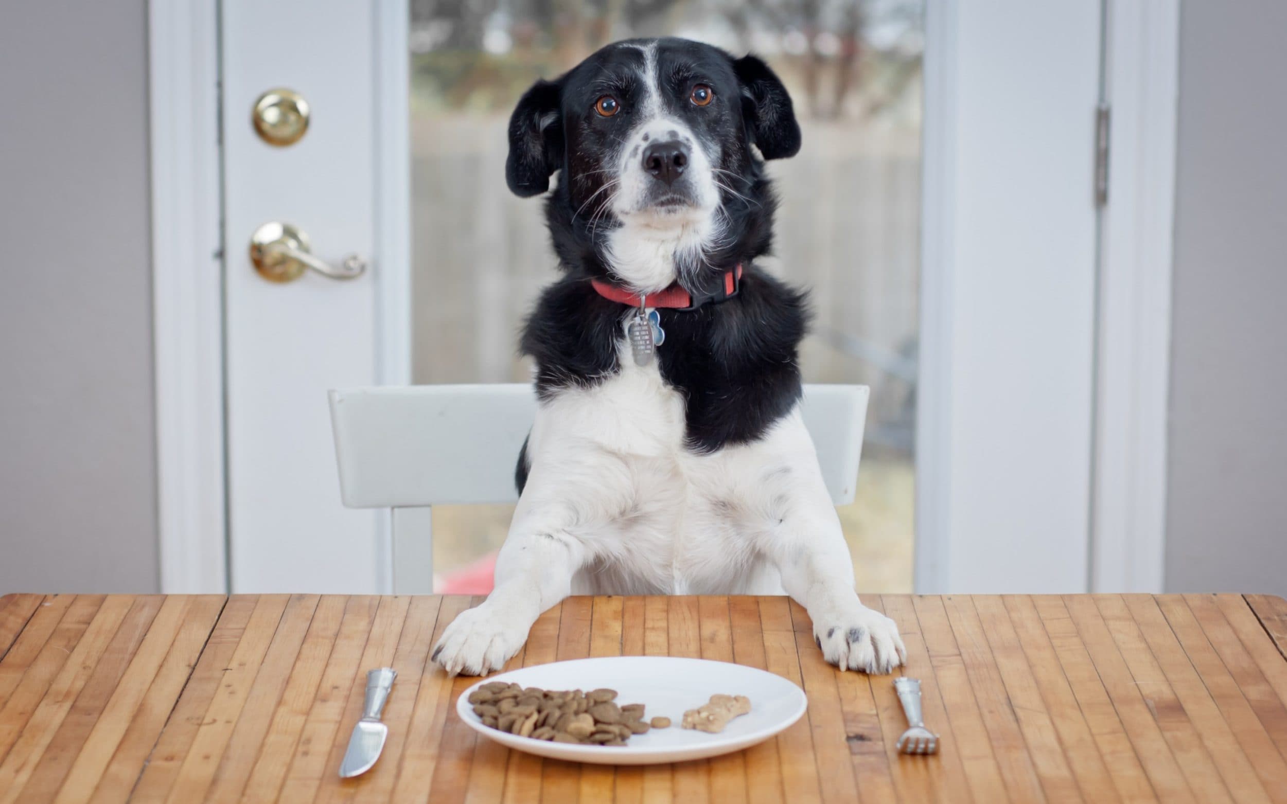 best food for anxious dogs