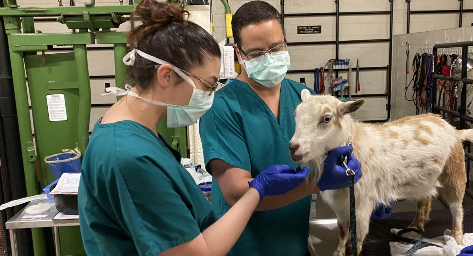 Abbotsford veterinary hospital