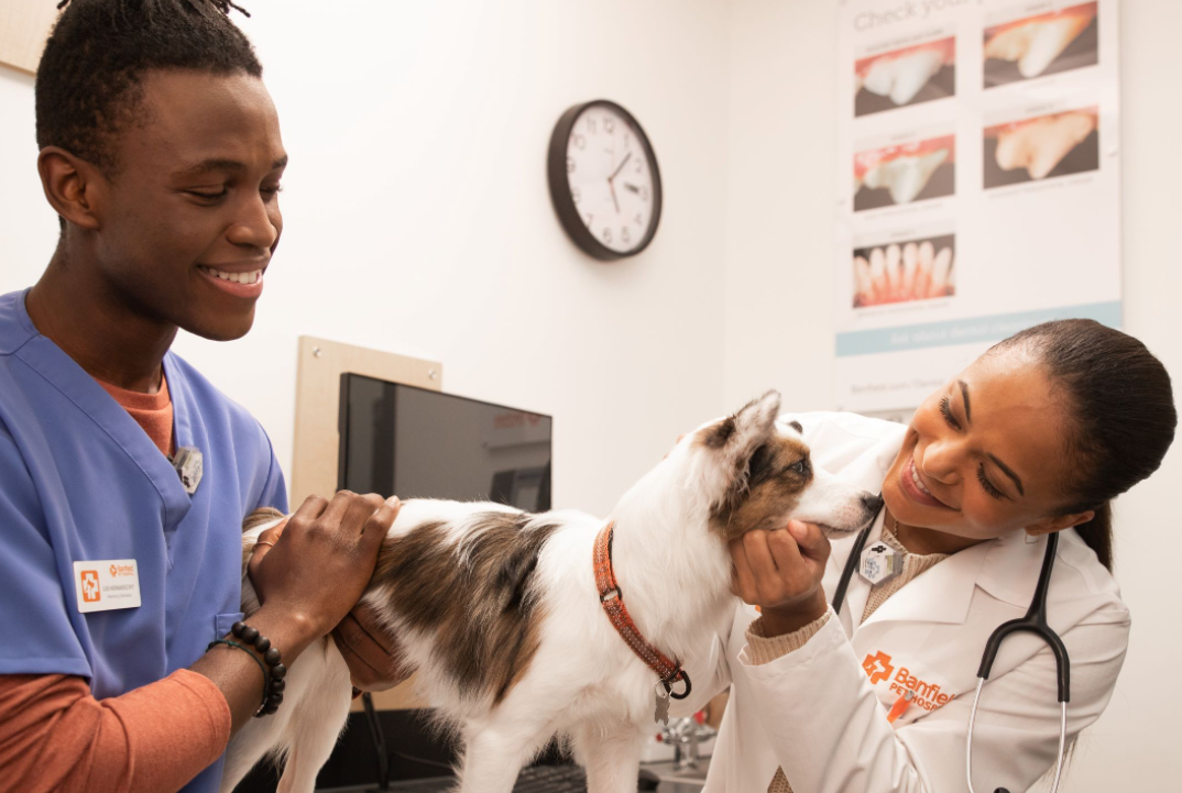 Important Points to Remember When Selecting an Animal Hospital for your Pet