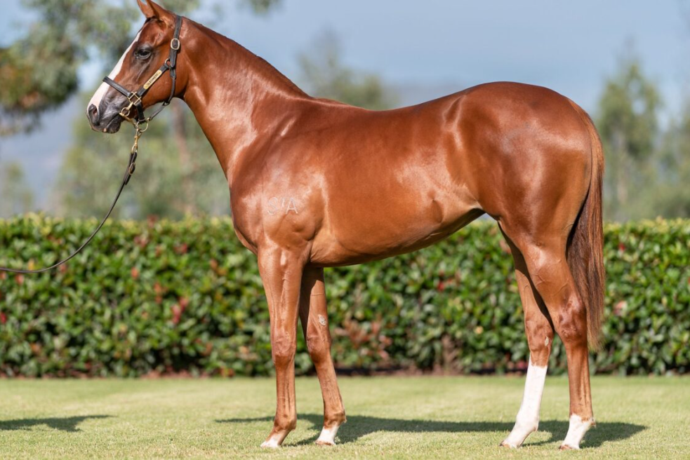 horses for sale in Sydney