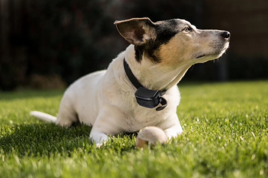 citronella collar