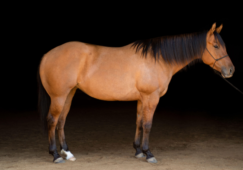 Equine Appraisal Game Accurate Horse Sales In QLD