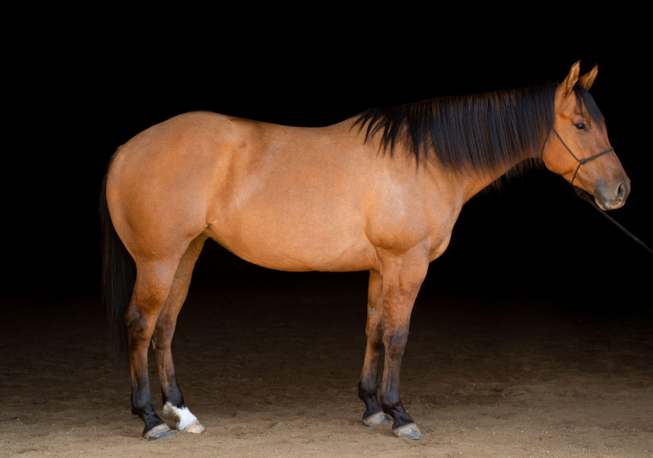 horse sales in QLD