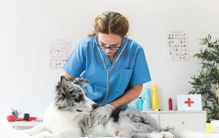 pet care in Adelaide