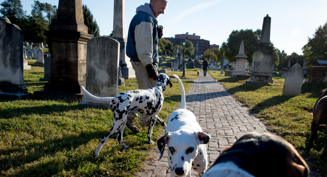 pet cemetery