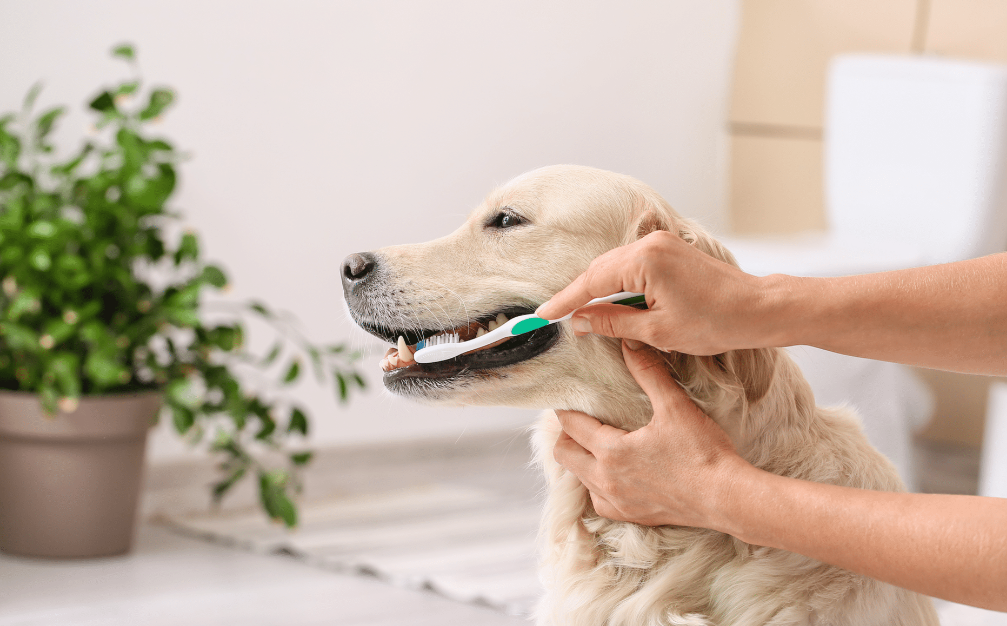 dog teeth cleaning