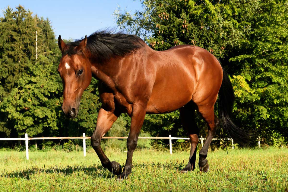 horse for sale in NSW