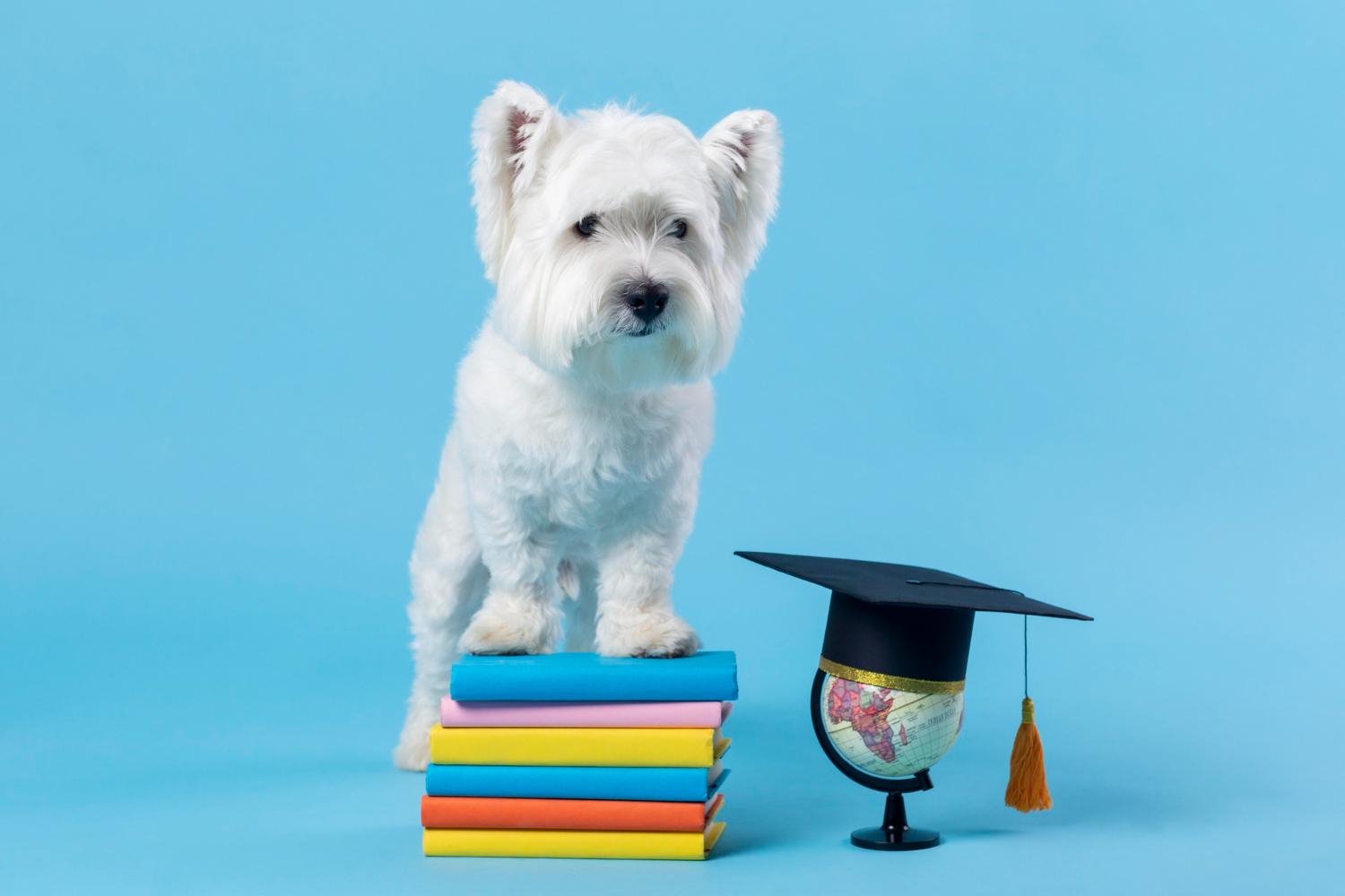 puppy school